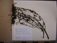 Herbarium sample